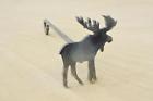 14662 The Leather Guy Branding Irons Steak Brand Western 635909779766