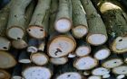 153548 Hickory Wood Logs For Smoking Arts And