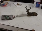 Deer 12 Point Buck Stainless Steel Spatula Bbq With Bottle Opener Gibson. Fixed Price $14.99.