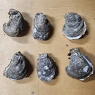 6 Whole Oyster Shells Sizes 3 Inch Great For Crafts And All Other Things. Fixed Price $11.85.