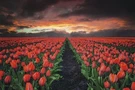 Print, Framed Or Plaque By Martin Podt - Endless Fields MPP182. Fixed Price $55.90.